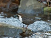 Cinclus cinclus Risebergabäcken, Riseberga, Malmö, Skåne, Sweden 20191207_0038