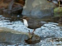 Cinclus cinclus Risebergabäcken, Riseberga, Malmö, Skåne, Sweden 20191207_0040