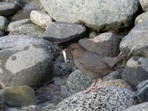 Cinclus mexicanus - American Dipper - Grå strömstare