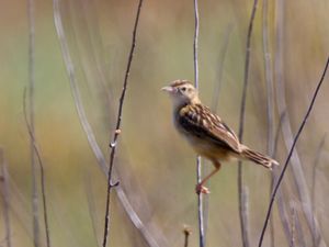 Cisticola juncidis - Zitting Cisticola - Grässångare