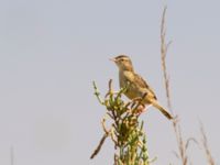 Cisticola juncidis Lefkimmi saltpans, Corfu, Greece 20100913 135