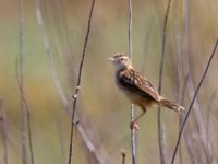 Cisticola juncidis Lefkimmi saltpans, Corfu, Greece 20100913 185