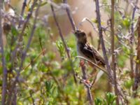 Cisticola juncidis Lefkimmi saltpans, Corfu, Greece 20100913 204