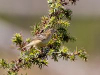 Cisticola juncidis Vendicari, Sicily, Italy 20110804 329