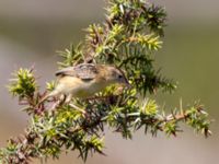 Cisticola juncidis Vendicari, Sicily, Italy 20110804 330