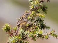 Cisticola juncidis Vendicari, Sicily, Italy 20110804 331