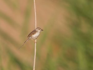 Prinia gracilis - Graceful Prinia - Streckad prinia