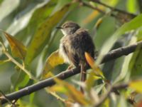 Prinia gracilis Abassa, Egypt 20090409 1219