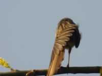 Prinia gracilis Abassa, Egypt 20090409 1243