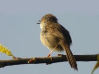 Prinia gracilis Abassa, Egypt 20090409 1249