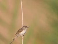 Prinia gracilis Birecik gravel pits, Turkey 20120628 175