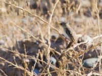 Prinia gracilis Birecik gravel pits, Turkey 20120629 037