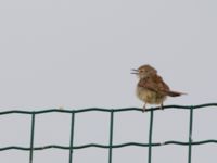 Prinia gracilis Maagan Mikhael, Israel 2013-03-27 057