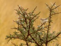 Spiloptila clamans Oued Jenna, Awsard Road, Western Sahara, Morocco 20180220_0001