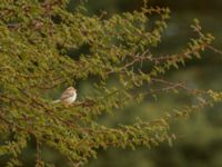 Spiloptila clamans Oued Jenna, Awsard Road, Western Sahara, Morocco 20180220_0005