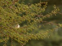 Spiloptila clamans Oued Jenna, Awsard Road, Western Sahara, Morocco 20180220_0009