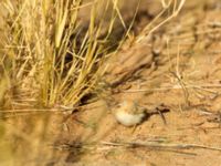 Spiloptila clamans Oued Jenna, Awsard Road, Western Sahara, Morocco 20180221_0043