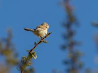 Spiloptila clamans Oued Jenna, Awsard Road, Western Sahara, Morocco 20180221_0065