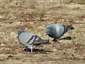 Columba livia - Rock Dove - Klippduva