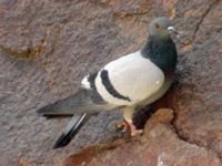 Columba livia St Catherine, Egypt 20090405 378