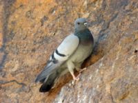 Columba livia St Catherine, Egypt 20090405 384