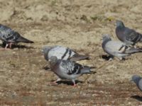 Columba livia domesticus Norra hamnen, Malmö, Skåne, Sweden 20191006_0039