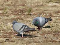 Columba livia domesticus Norra hamnen, Malmö, Skåne, Sweden 20191006_0042