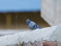 Columba livia livia Kuro S, Stepantsminda, Mtskheta-Mtianeti, Georgia 20180426_1566