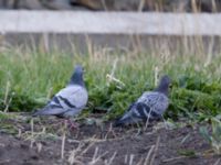 Columba livia livia Kuro S, Stepantsminda, Mtskheta-Mtianeti, Georgia 20180426_1569