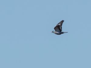 Columba oenas - Stock Dove - Skogsduva