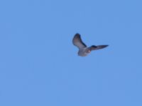 Columba oenas Gärdslöv, Trelleborg, Skåne, Sweden 20160117_0071