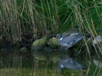 Columba palumbus Ödammen, Öresundsparken, Ribersborg, Malmö, Skåne, Sweden 20170901_0058