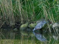 Columba palumbus Ödammen, Öresundsparken, Ribersborg, Malmö, Skåne, Sweden 20170901_0060