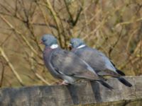 Columba palumbus Lindängelunds rekreationsområde, Malmö, Skåne, Sweden 20190414_0045