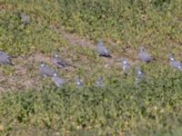 Columba palumbus Lindesnäsdungen, Björkelundadammen, Malmö, Skåne, Sweden 20220417_0075