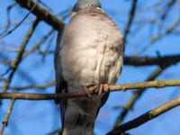 Columba palumbus Slottsparken, Malmö, Skåne, Sweden 20240114_0028