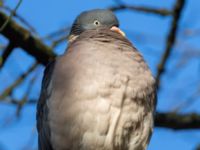 Columba palumbus Slottsparken, Malmö, Skåne, Sweden 20240114_0031