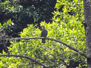 Columba trocaz - Trocaz Pigeon - Madeiraduva