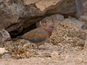 Spilopelia senegalensis - Laughing Dove - Palmduva