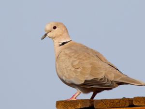 Streptopelia decaocto - Eurasian Collared Dove - Turkduva