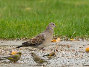 Streptopelia orientalis - Oriental Turtle Dove - Större turturduva