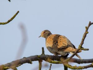 Streptopelia turtur - European Turtle Dove - Turturduva