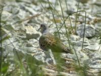 Streptopelia turtur Vransko lake, Croatia 20080711B 614