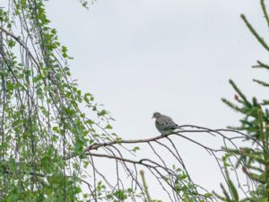 Zenaida macroura - Mourning Dove - Spetsstjärtad duva