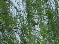 Zenaida macroura Hammarby, Mörbylånga, Öland, Sweden 20190524_0356