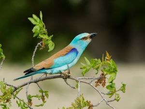 Coracias garrulus - European Roller - Blåkråka