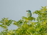 Coracias garrulus garrulus Chachuna, Kakheti, Georgia 20180427_0910