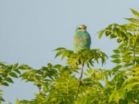 Coracias garrulus garrulus Chachuna, Kakheti, Georgia 20180427_0912