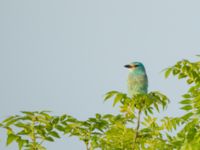 Coracias garrulus garrulus Chachuna, Kakheti, Georgia 20180427_0914