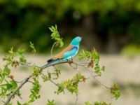 Coracias garrulus garrulus Chachuna, Kakheti, Georgia 20180427_1431